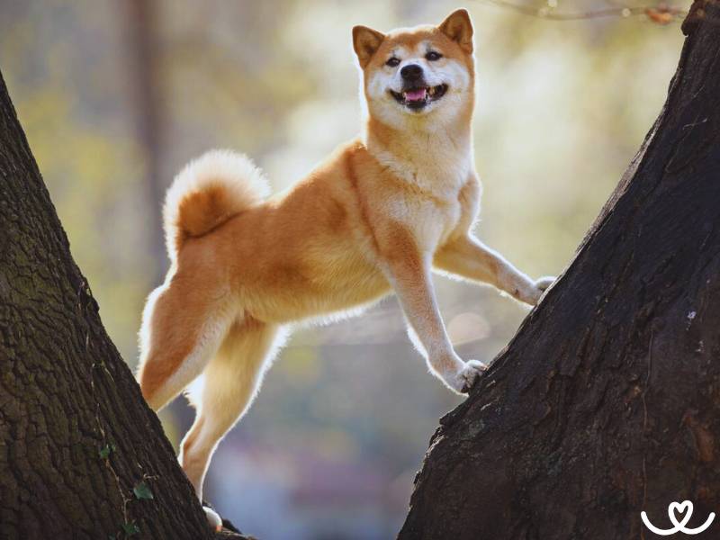 Psi-plemeno-shiba-inu (15)